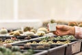 A gardener hand holding cactus in a plastic plant pot in the cactus shop. Concept of the indoor garden home Royalty Free Stock Photo