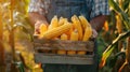 gardener hand holding wooden box of fresh corn.