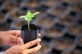 Gardener hand holding young seedling of plant with blurred black container on the background for farming, gardening and food susta