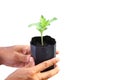 Gardener hand holding young seedling of plant in container on white background for farming, gardening and food sustainabi