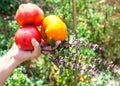 Gardener hand holds ripe tomatoes and basil herb