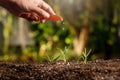 Gardener hand nurturing young vegetable sprout in fertile soil