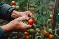 gardener hand pick red tomato in greenhouse generative ai