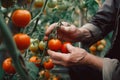 gardener hand pick red tomato in greenhouse generative ai