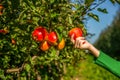 Gardener hand picking red apple. Hands reaches for the apples tree. Female hand holds red apple. Woman hand picking an Royalty Free Stock Photo