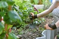 Gardener hand planting in backyard garden, Woman in gloves using hand shovel tool for seedling, Soil preparation