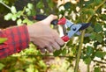 Gardener hand pruning climbing roses with garden pruning scissors Royalty Free Stock Photo