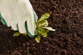 Gardener hand pulling up broad leaf weed Royalty Free Stock Photo