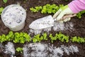 Gardener hand sprinkling wood burn ash from small garden shovel between lettuce herbs for non-toxic organic insect repellent.