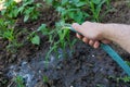 Nurturing Nature: Gardener Tending to Organic Corn Field