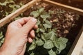 Gardener handpicking homegrown basil herbs in organic garden, close up of hand Royalty Free Stock Photo