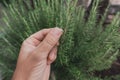 Gardener handpicking homegrown rosemary herbs in organic garden, close up of hand Royalty Free Stock Photo