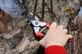 Gardener hands cutting apple tree  branch with bypass secateurs in springtime. Spring fruit trees pruning photo Royalty Free Stock Photo