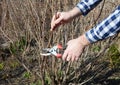 Gardener hands cutting blackcurrant bush with bypass secateurs in early spring Royalty Free Stock Photo