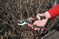 Gardener hands cutting fruit bush branch with bypass secateurs in fruit garden