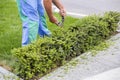 Gardener hands cutting a hedge with a hand shears