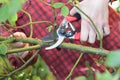 Gardener hands with garden pruning scissors pruning climbing roses