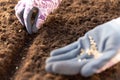 Gardener hands in gardening gloves planting seeds in the vegetable garden. Spring garden work concept