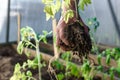 Gardener hands planting a tomatoes seedling in soil Royalty Free Stock Photo