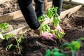 Gardener hands planting a tomatoes seedling in soil Royalty Free Stock Photo