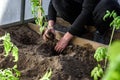Gardener hands planting a tomatoes seedling in soil Royalty Free Stock Photo