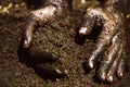 Gardener hands preparing soil for seedling in ground