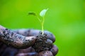 Gardener hands preparing soil for seedling in ground