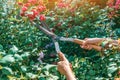 Gardener hands are pruned with special pruning shears bush roses in garden. Care of plants, pruning of trees Royalty Free Stock Photo