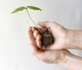 Gardener hands with ÃÂ¡obaea scandens