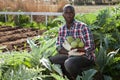 Gardener with harvested artichokes