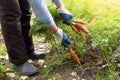 Gardener harvesting carrot plant in garden. Farmer hands in gloves holding bunch of fresh organic carrots Royalty Free Stock Photo
