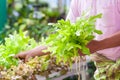Gardener harvesting fresh green lettuce salad organic at vegetab