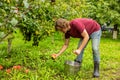 Gardener harvesting fresh organic fruit in the garden
