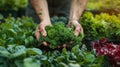 Gardener harvesting organic vegetables