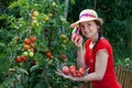 Gardener harvesting tomatoes