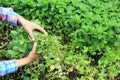 Gardener havest mint plants at garden Royalty Free Stock Photo