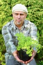 Gardener in his garden with young celery or parsley Royalty Free Stock Photo