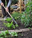 Gardener Hoeing Royalty Free Stock Photo