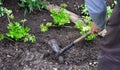 Gardener Hoeing Royalty Free Stock Photo