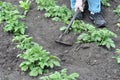 Gardener hoeing the potato plantation Royalty Free Stock Photo