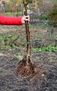 Gardener hold fruit trees for planting in garden. A close-up of bare root fruit trees ready for planting