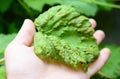 Gardener hold in hand grapevine leaf with downy mildew Plasmopara vitikola disease .