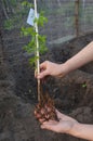 Gardener hold in hands clematis with roots. Gardener planting clematis plant in the garden