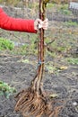 A gardener is holding apple trees with bare-root system to plant them in the orchard in autumn. Planting bare-root fruit trees Royalty Free Stock Photo