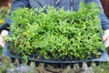 A gardener is holding a lot of small thuja seedlings in a plastic pot tray ready to plant thuja in the ground