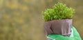 gardener holding Low-growing plants for landscaping, garden and balcony plants, gloves, stress-relieving and therapeutic benefits Royalty Free Stock Photo