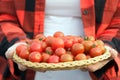 Gardener is holding a plate with fresh red cherry tomatoes Royalty Free Stock Photo