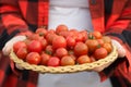 Gardener is holding a plate with fresh red cherry tomatoes Royalty Free Stock Photo