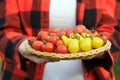 Gardener is holding a plate with red and yellow cherry tomatoes Royalty Free Stock Photo