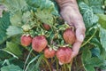 Gardener holding ripe crop of strawberries. Natural farming and healthy eating concept